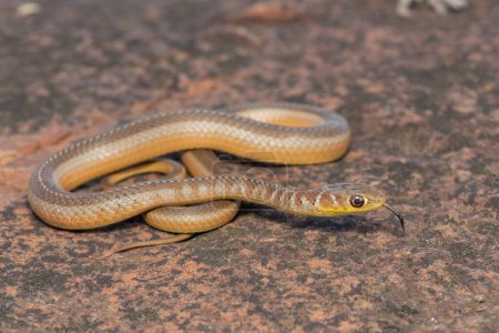 Close-up of a beautiful Short-snouted Grass Snake (Psammophis brevirostris) in the wild