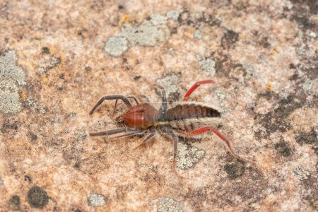 Photo for Close-up of a beautiful Red-legged solifuge (Solpugema sp) in the wild - Royalty Free Image