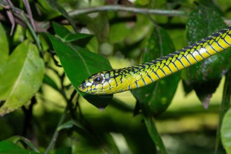 The vibrant colours of a highly venomous adult male boomslang (Dispholidus typus), also known as a tree snake or African tree snake