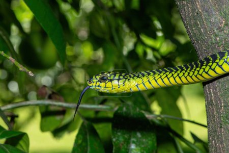 Die leuchtenden Farben eines hochgiftigen erwachsenen männlichen Boomslang (Dispholidus typus), auch bekannt als Baumnatter oder afrikanische Baumnatter