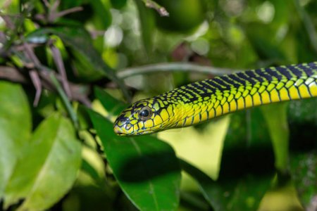 The vibrant colours of a highly venomous adult male boomslang (Dispholidus typus), also known as a tree snake or African tree snake