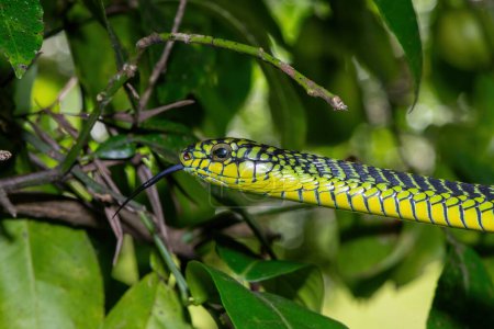 Los colores vibrantes de un boomslang masculino adulto altamente venenoso (Dispholidus typus), también conocido como serpiente de árbol o serpiente de árbol africana