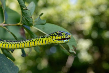 Les couleurs vives d'un boomslang mâle adulte hautement venimeux (Dispholidus typus), également connu sous le nom de serpent d'arbre ou serpent d'arbre africain