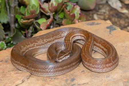 A beautiful adult brown house snake (Boaedon capensis) in the wild