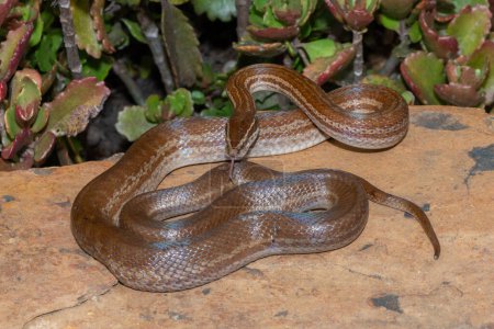 Una hermosa serpiente de la casa marrón adulto (Boaedon capensis) en la naturaleza