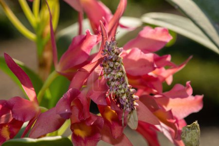 Une mante florale épineuse (Pseudocreobotra ocellata) affichant son beau camouflage