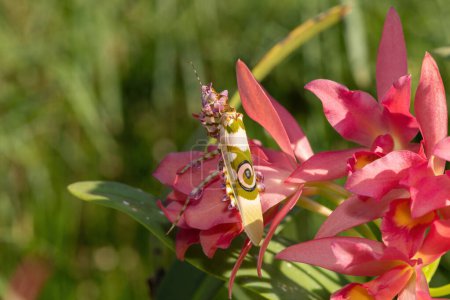 Une mante florale épineuse (Pseudocreobotra ocellata) affichant son beau camouflage