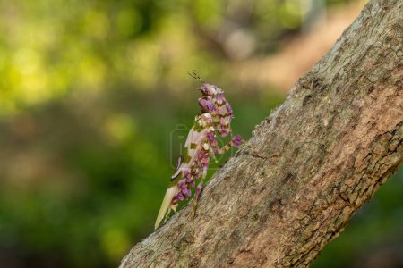 A spiny flower mantis (Pseudocreobotra ocellata) displaying its beautiful camouflage