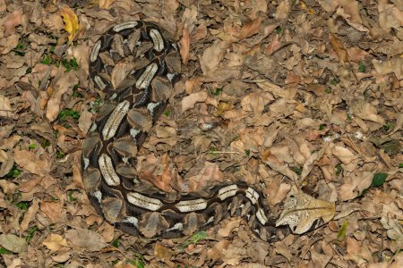 The beautiful camouflage of the Gaboon Adder (Bitis gabonica), also called the Gaboon Viper, in its natural habitat