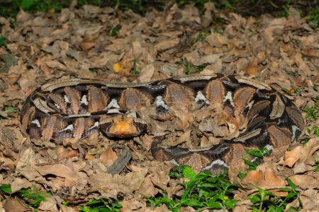 Photo for The beautiful camouflage of the Gaboon Adder (Bitis gabonica), also called the Gaboon Viper, in its natural habitat - Royalty Free Image
