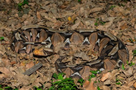 El hermoso camuflaje del Gaboon Adder (Bitis gabonica), también llamado Gaboon Viper, en su hábitat natural