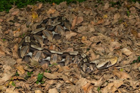 The beautiful camouflage of the Gaboon Adder (Bitis gabonica), also called the Gaboon Viper, in its natural habitat