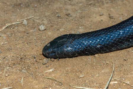 A shy Natal Black Snake (Macrelaps microlepidotus) on a warm summer's day in the wild