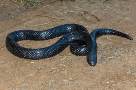 Foto de Una tímida Serpiente Natal Negra (Macrelaps microlepidotus) en un cálido día de verano en la naturaleza - Imagen libre de derechos