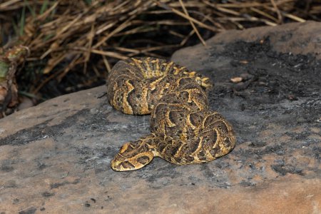 Exquisite camouflage of the potently cytotoxic Puff Adder (Bitis arietans), in the wild