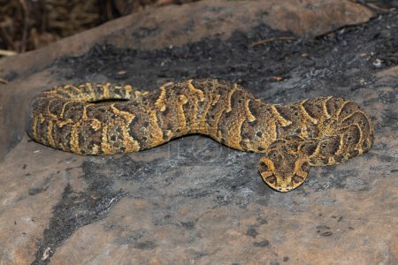 Exquisite camouflage of the potently cytotoxic Puff Adder (Bitis arietans), in the wild