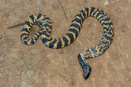 A beautiful banded rinkhals (Hemachatus haemachatus), also known as the ringhals or ring-necked spitting cobra, displaying its tactic to feign death when it feels threatened