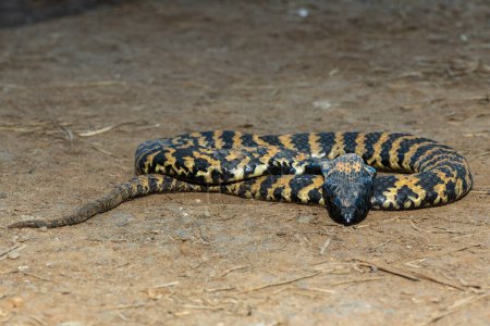 Un beau rinkhal bagué (Hemachatus haemachatus), également connu sous le nom de ringhals ou cobra cracheur à collier, affichant sa tactique pour feindre la mort quand il se sent menacé