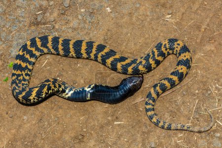 Rinkhals (Hemachatus haemachatus), also known as the ringhals or ring-necked spitting cobra, opening its mouth whilst feigning death