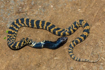 Rinkhals (Hemachatus haemachatus), also known as the ringhals or ring-necked spitting cobra, opening its mouth whilst feigning death