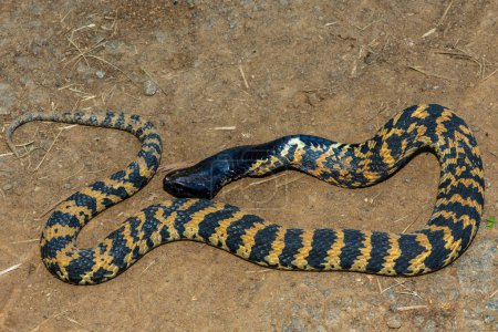 Un hermoso rinkhals con bandas (Hemachatus haemachatus), también conocido como los ringhals o cobra escupiendo cuello anular, mostrando su táctica para fingir la muerte cuando se siente amenazado