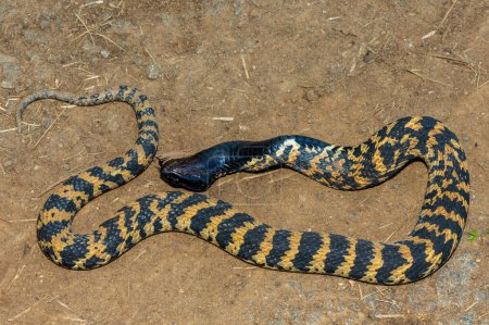 Un hermoso rinkhals con bandas (Hemachatus haemachatus), también conocido como los ringhals o cobra escupiendo cuello anular, mostrando su táctica para fingir la muerte cuando se siente amenazado