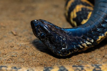 Photo for Close-up of the head of a rinkhals (Hemachatus haemachatus), also known as the ringhals or ring-necked spitting cobra, whilst it feigns death - Royalty Free Image