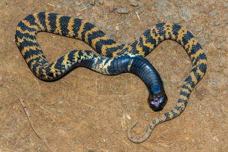 Rinkhals (Hemachatus haemachatus), también conocido como los ringhals o cobra escupiendo de cuello anular, abriendo su boca mientras finge la muerte