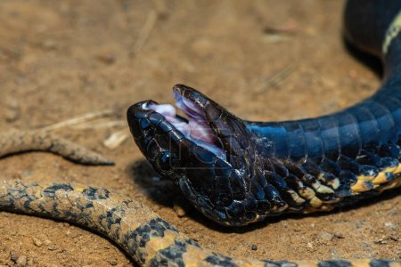 Close-up of the head of a rinkhals (Hemachatus haemachatus), also known as the ringhals or ring-necked spitting cobra, whilst it feigns death