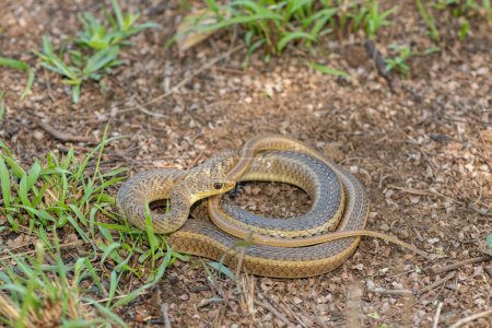Bonita serpiente de hierba de hocico corto (Psammophis brevirostris) acurrucada en el suelo en la naturaleza