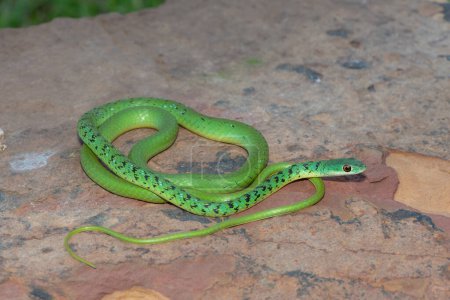 Closeup of a beautiful green spotted bush snake (Philothamnus semivariegatus) on a rock