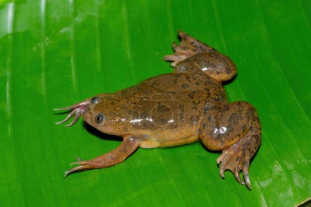 A cute Common Platanna, also known as the African Clawed Frog (Xenopus laevis) on a large green leaf