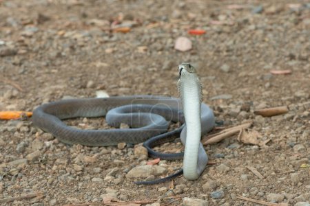 A deadly adult black mamba (Dendroaspis polylepis) in the wild