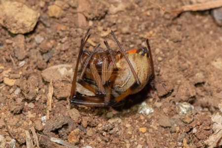 Una araña venenosa de botón marrón (Latrodectus geometricus) fingiendo la muerte