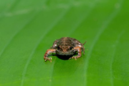 A cute bronze caco, also known as a bronze dainty frog (Cacosternum nanum) on a large green leaf in the wild