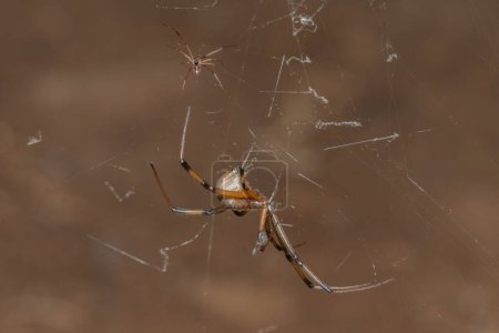 Comparaison de tailles entre une araignée bouton brun (Latrodectus geometricus) mâle et femelle)