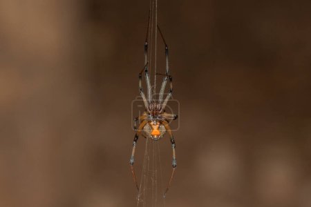 A venomous Brown Button spider (Latrodectus geometricus) on its web in the wild