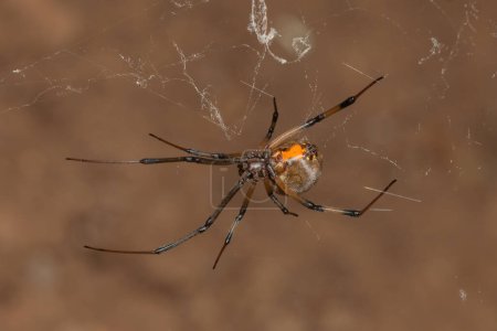 Una araña venenosa botón marrón (Latrodectus geometricus) en su tela en la naturaleza