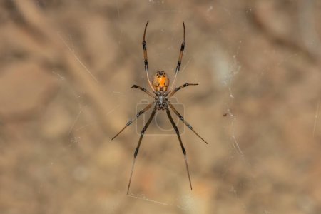 Foto de Una araña venenosa botón marrón (Latrodectus geometricus) en su tela en la naturaleza - Imagen libre de derechos