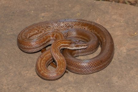 Beautiful adult brown house snake (Boaedon capensis)