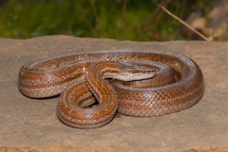 Hermosa serpiente de casa marrón adulto (Boaedon capensis)
