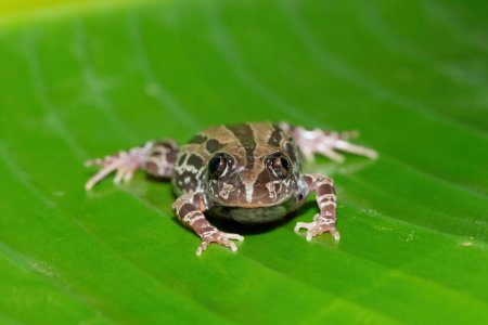 A cute Bubbling Kassina, or Senegal running frog (Kassina senegalensis) on a large green leaf near a pond on a warm summer's evening