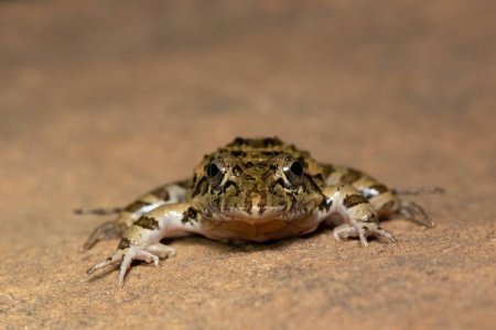 Klicken Sie auf Stream Frog, Grays Stream Frog, Spotted Stream Frog (Strongylopus grayii))