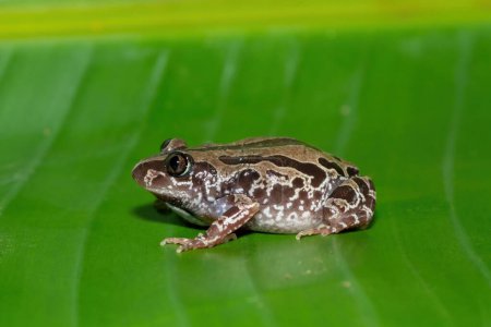 A cute Bubbling Kassina, or Senegal running frog (Kassina senegalensis) on a large green leaf near a pond on a warm summer's evening
