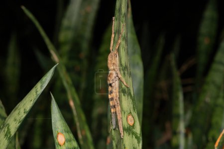 Téléchargez les photos : Araignée commune (Palystes superciliosus) par une froide nuit d'hiver - en image libre de droit