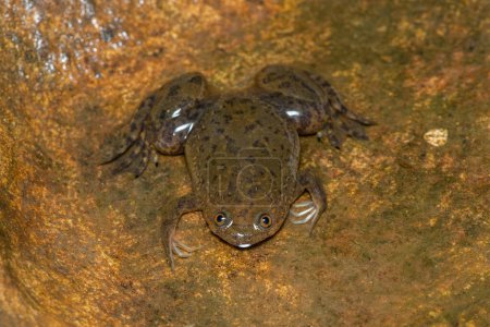 A cute Common Platanna, also known as the African Clawed Frog (Xenopus laevis)