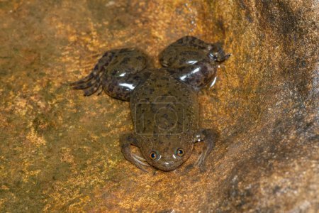 Une jolie platane commune, également connue sous le nom de grenouille maculée d'Afrique (Xenopus laevis))