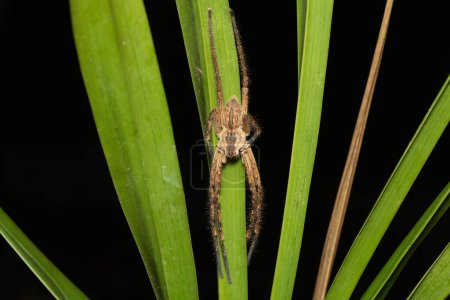 Araña común de lluvia (Palystes superciliosus) en una fría noche de invierno