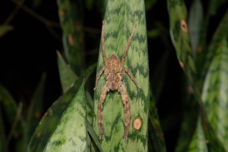 Araignée commune (Palystes superciliosus) par une froide nuit d'hiver