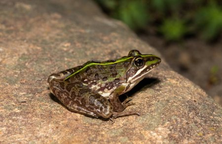 A beautiful common river frog (Amietia angolensis) in the wild